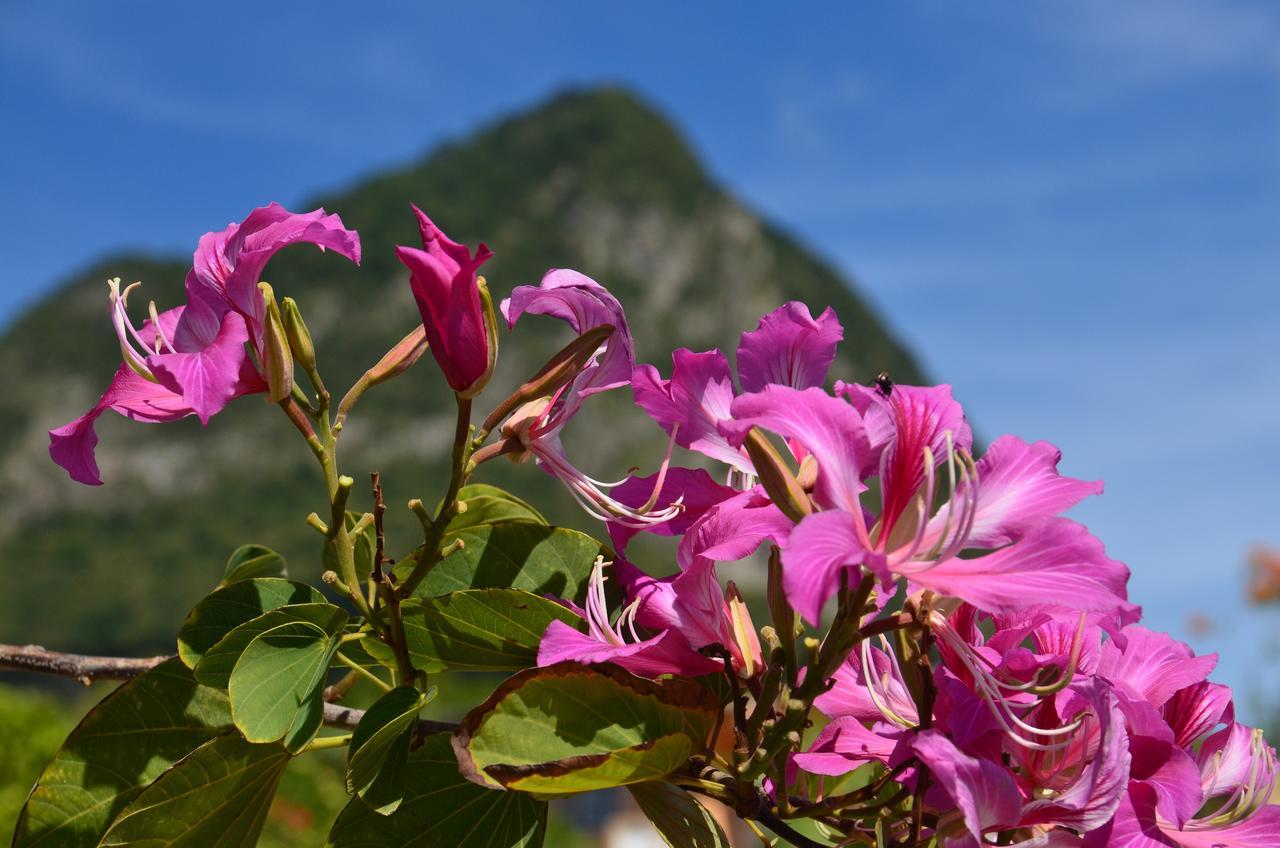 Tet Rouge Resort Soufriere Exterior photo